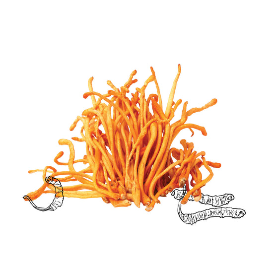 Cordyceps