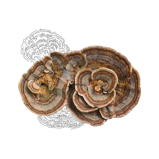 Turkey Tail