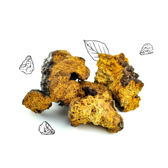 Chaga